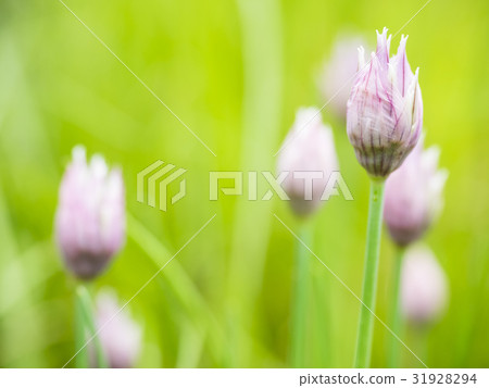 Close up image of chives flower buds 31928294