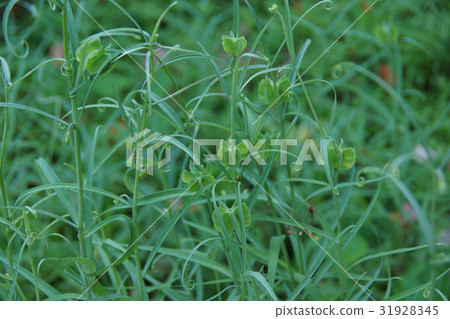 Yurako lily shell mother (baito) flower language is "humble heart" 31928345