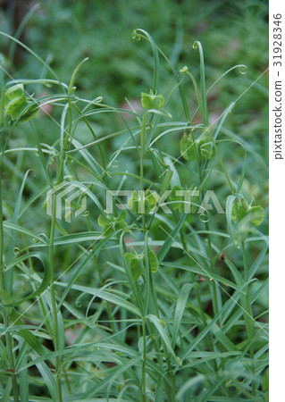 Yurako百合貝母（baito）花語是“謙虛的心” 31928346