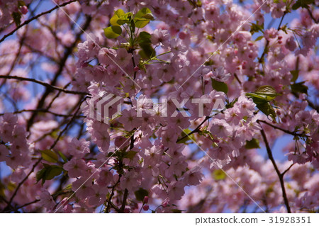 Satozakura Gokuramae: The language of flowers is "rich culture" Satozakura Gokuramae: The language of flowers is "rich culture" 31928351
