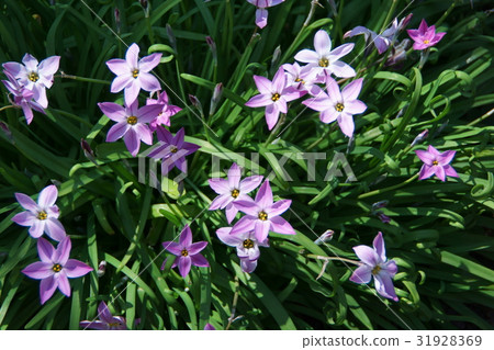 圖庫照片: 花韭 花朵 花卉