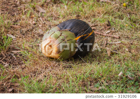 Asian Palmyra palm or Toddy palm 31929106