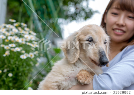 A woman holding a senior dog A woman holding a senior dog 31929992