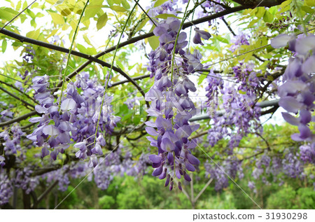 紫藤花 31930298