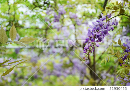 紫藤花 31930433