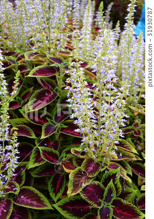 彩葉草 31930787