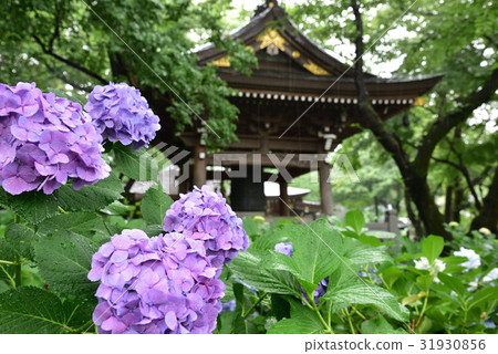 在川崎市的Myokuraji寺的繡球花 31930856