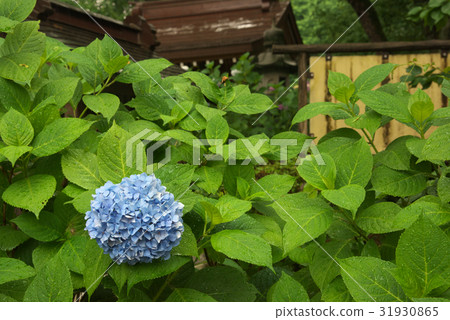Hydrangea in Myokuraji Temple in Kawasaki City 31930865
