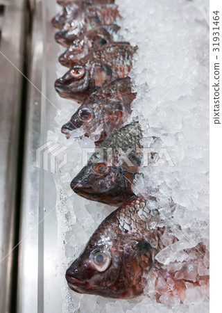 fresh Nile tilapia, Cichlidae fish cover with ice fresh Nile tilapia, Cichlidae fish cover with ice 31931464