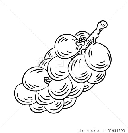 Line Drawing of Langsat -Simple line Vector Line Drawing of Langsat -Simple line Vector 31931593