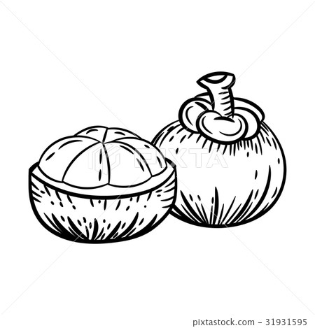 Line Drawing of Mangosteen -Simple Line Vector Line Drawing of Mangosteen -Simple Line Vector 31931595