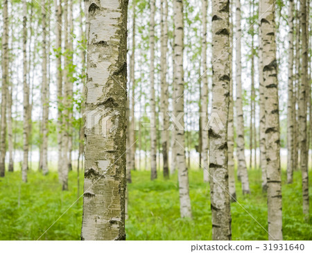 Birch trees in Finland Birch trees in Finland 31931640