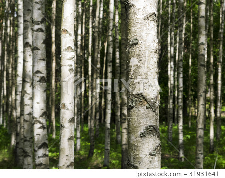 Birch trees in Finland Birch trees in Finland 31931641