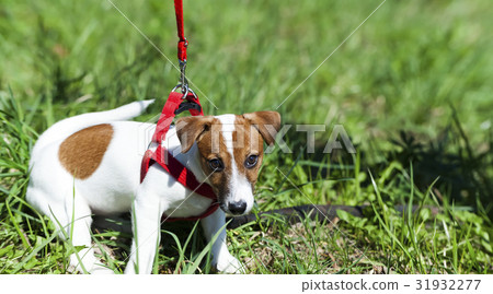 park funny cute little dog 31932277