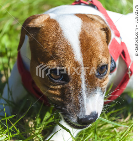 park funny cute little dog 31932278