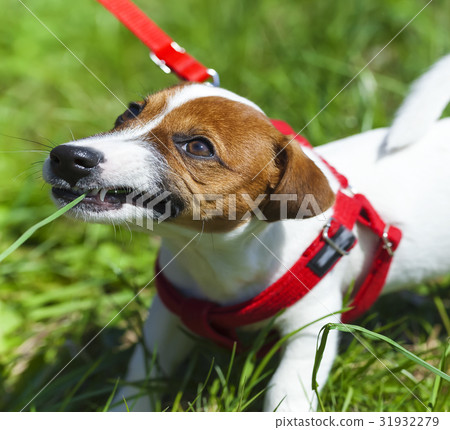 park funny cute little dog 31932279