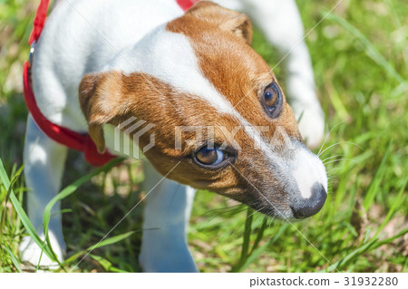 park funny cute little dog 31932280