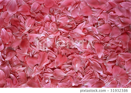 pink flower petals texture background 31932386