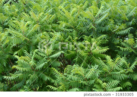 Tree of heaven 31933305