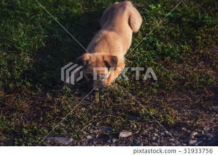 Cute playing puppy dog 31933756