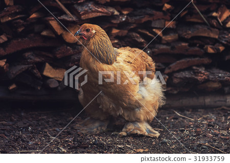 Chicken walking in the yard 31933759