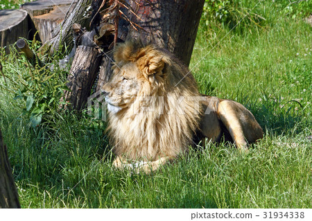 Lion in the shade of trees Lion in the shade of trees 31934338