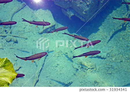 A lot of trouts A lot of trouts 31934341