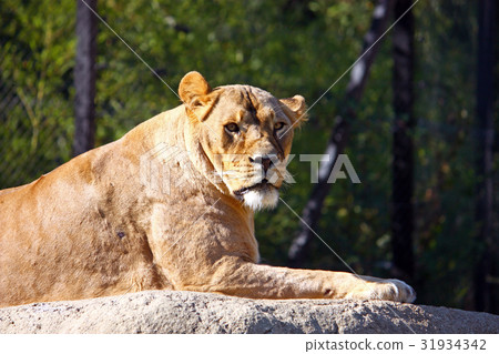 Lioness on the big stone Lioness on the big stone 31934342