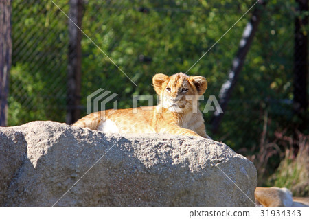 Lion cub on the big stone Lion cub on the big stone 31934343