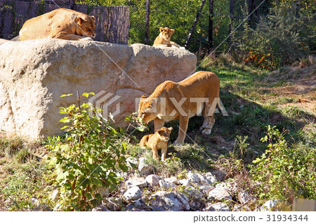 Lions on the big stone Lions on the big stone 31934344