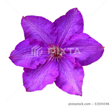 Flower of clematis Flower of clematis 31934346
