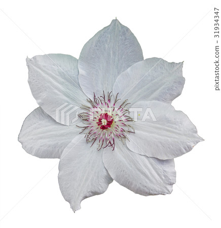 Flower of clematis Flower of clematis 31934347