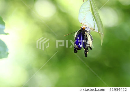 Emergence of Omurasaki 31934422