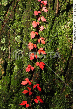 常春藤秋葉 31934707