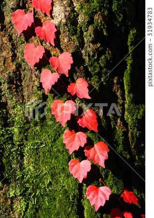 常春藤秋葉 常春藤秋葉 31934783