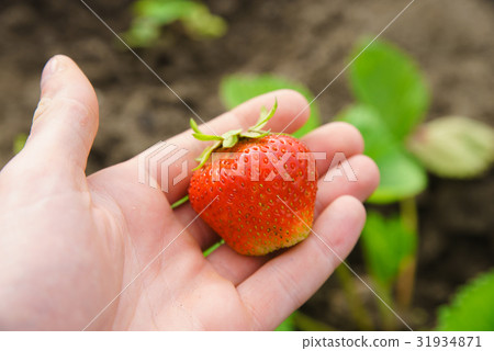 Strawberry home in hand 31934871