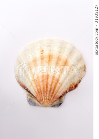Aquatic natural sea shell. Aquatic natural sea shell. 31935127