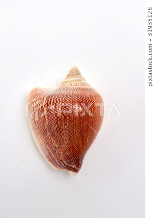 Beautiful image of brown sea shell. Beautiful image of brown sea shell. 31935128