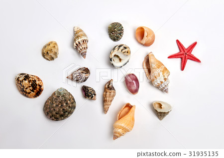 Collection of different sea shells. Collection of different sea shells. 31935135