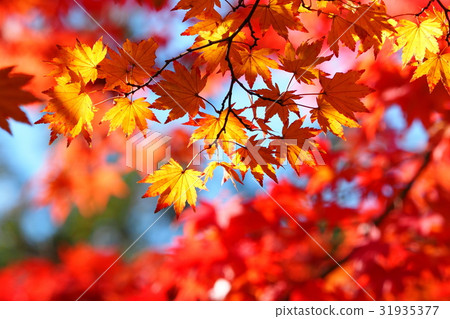 Momiji秋葉 31935377