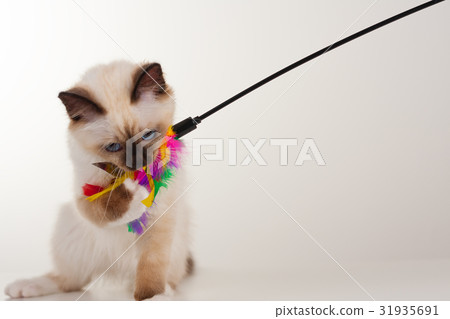 A seal point Birman cat, 4 month old kitten, male. 31935691