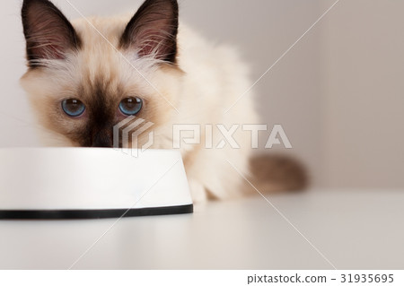 A seal point Birman cat, 4 month old kitten, male. A seal point Birman cat, 4 month old kitten, male. 31935695