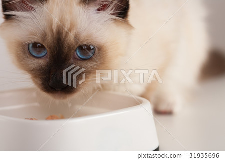 A seal point Birman cat, 4 month old kitten, male. 31935696