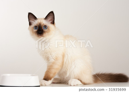 A seal point Birman cat, 4 month old kitten, male. A seal point Birman cat, 4 month old kitten, male. 31935699