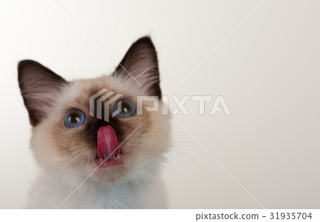 A seal point Birman cat, 4 month old kitten, male. 31935704