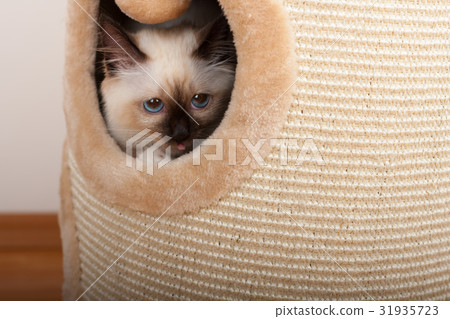 A seal point Birman cat, 4 month old kitten, male. 31935723