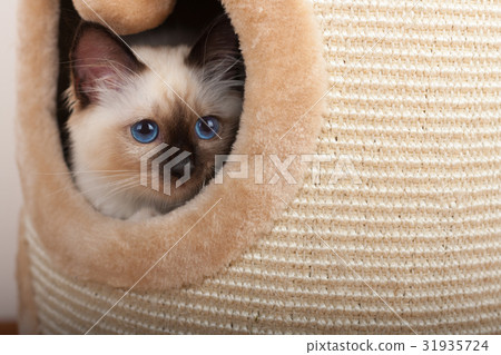 A seal point Birman cat, 4 month old kitten, male. 31935724