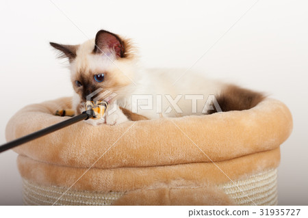 A seal point Birman cat, 4 month old kitten, male. 31935727