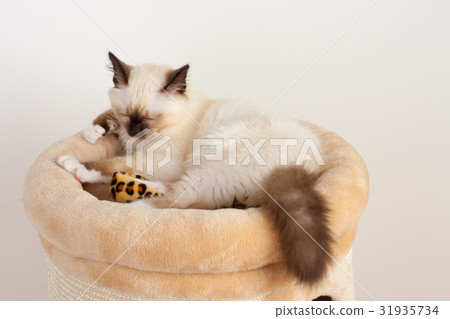 A seal point Birman cat, 4 month old kitten, male. 31935734