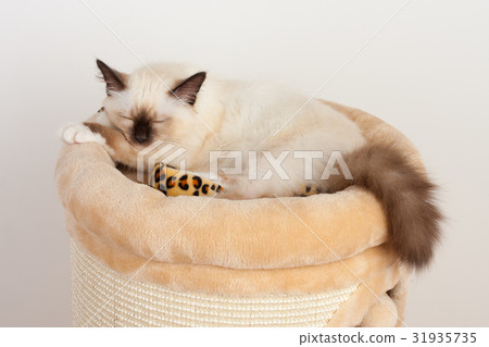 A seal point Birman cat, 4 month old kitten, male. A seal point Birman cat, 4 month old kitten, male. 31935735